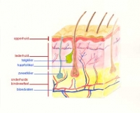 Eczeemklachten en darmflora